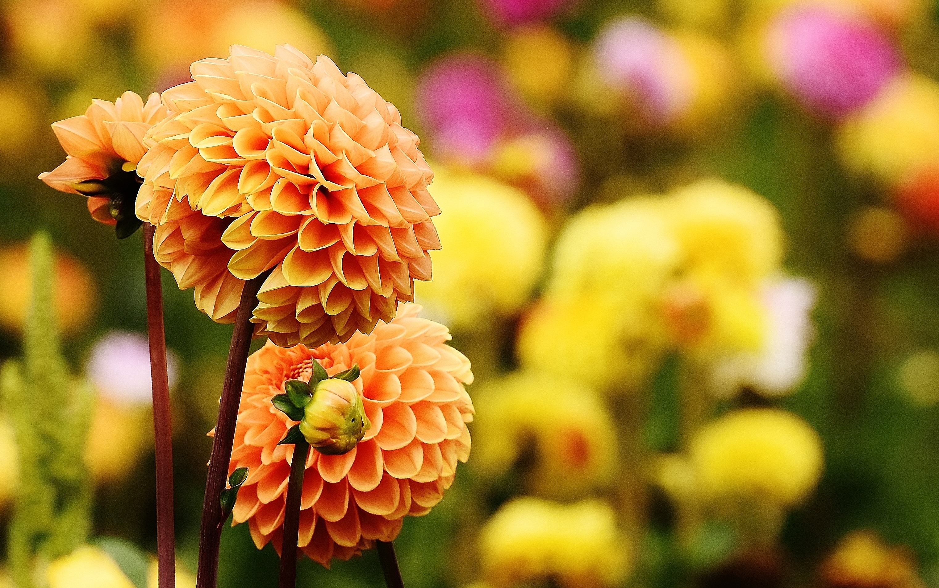 yellow ball dahlias