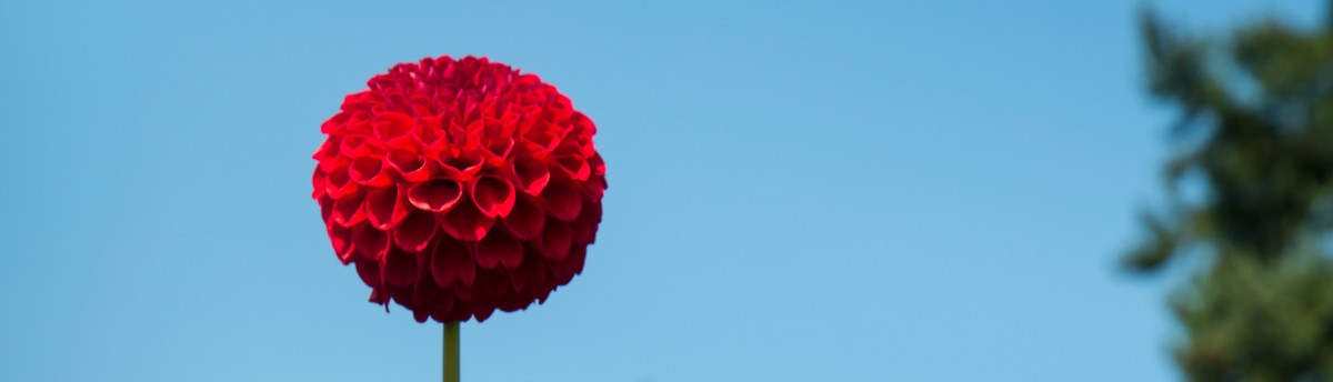 Tall red pom-pom dahlias