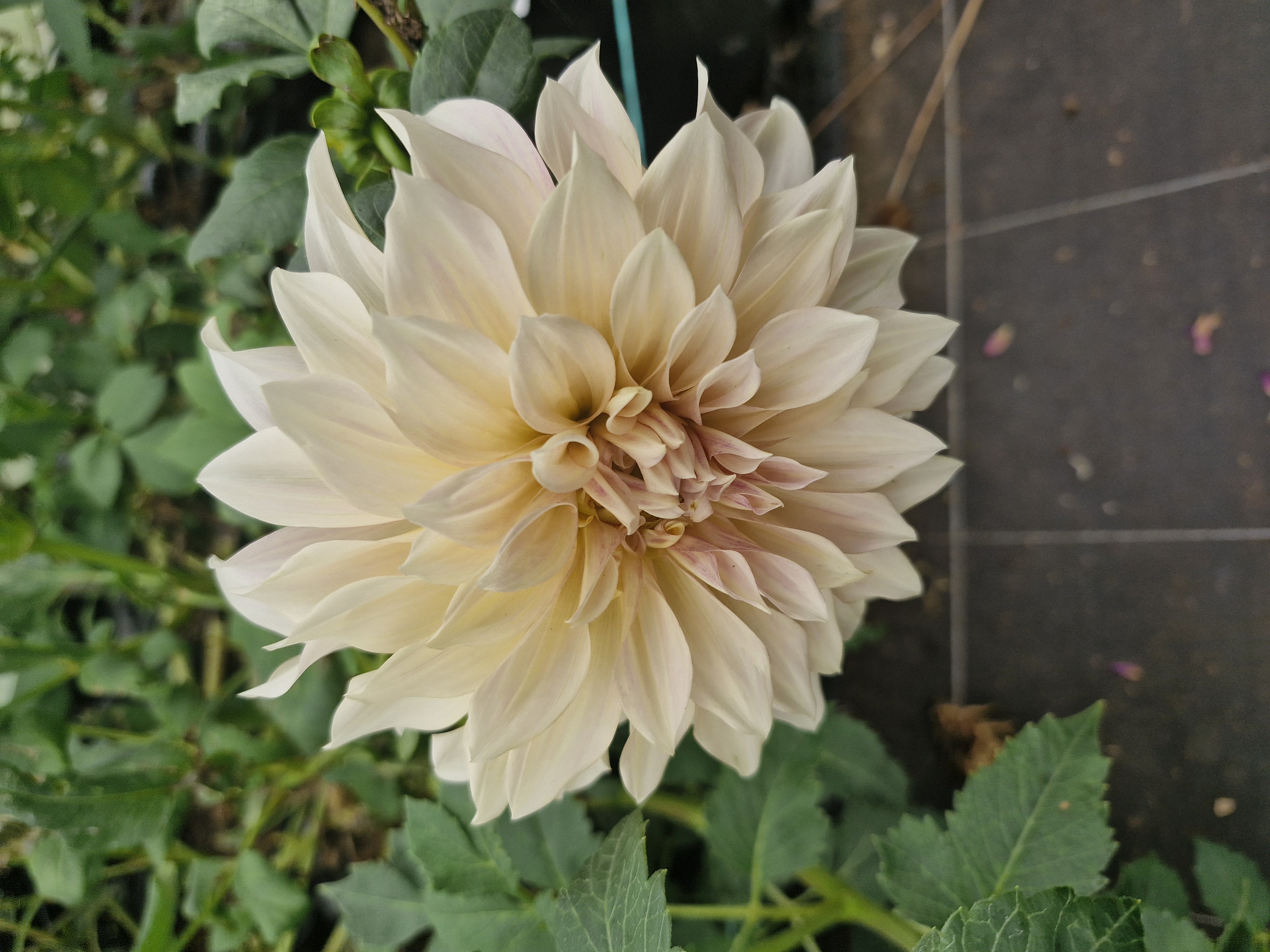 Cafe au Lait - Tuber