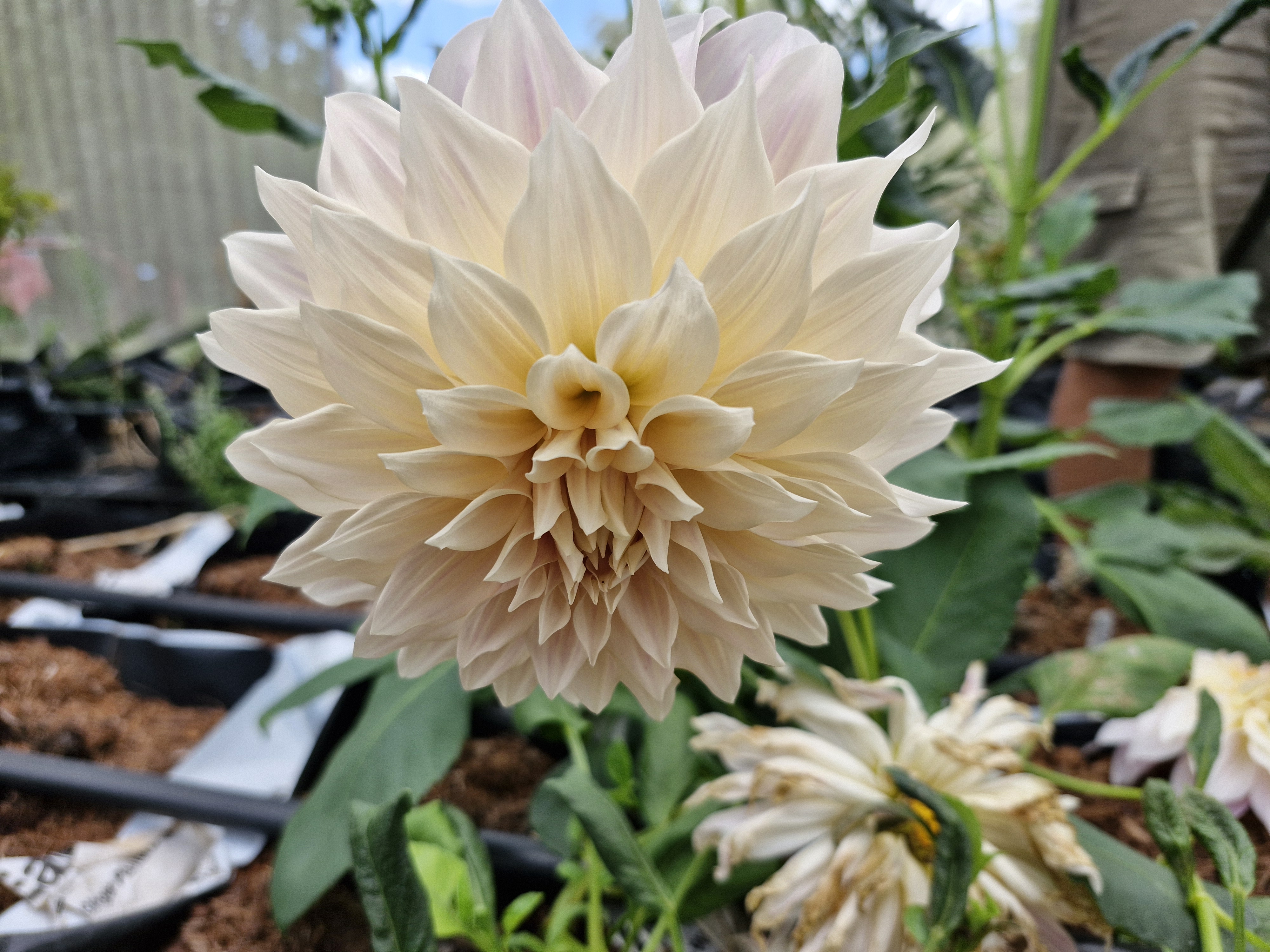 Cafe au Lait - Tuber