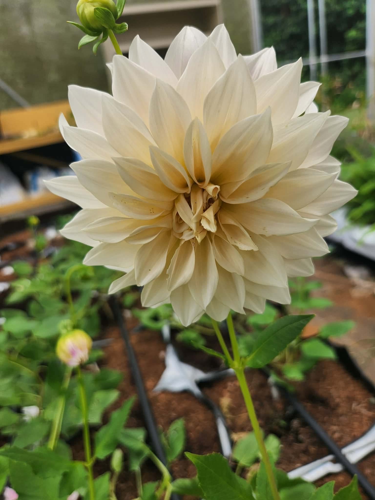 Cafe au Lait - Tuber